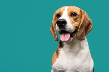 Rolgordijnen Portrait of a happy beagle dog smiling looking at the camera on a teal blue background © Elles Rijsdijk