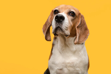Portrait of a beagle dog smiling looking at the camera on a yellow background