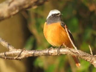 redstart