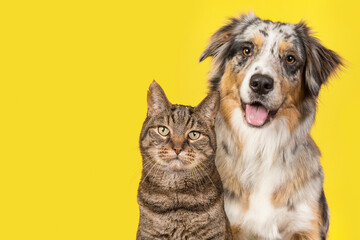 Portrait of a pretty blue merle australian shepherd dog and a tabby cat, both looking at the camera on a yellow background
