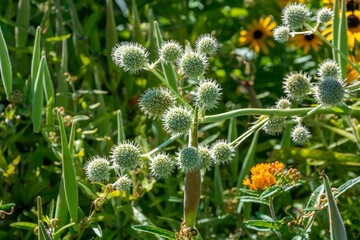 Rattlesnake Master Or Button Snake-Root Growing In The Native Plant Garden In Summer