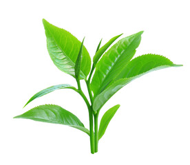 Green tea leaf isolated. PNG transparency. © POSMGUYS