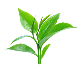 Green tea leaf isolated. PNG transparency.