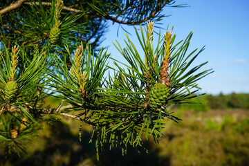 Fototapeta premium Close up of pine tree flowers