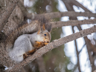 The squirrel with nut sits on tree in the winter or late autumn