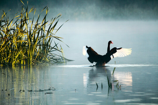 A Black Swan on a foggy lake