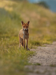 Rotfuchs (Vulpes vulpes) auf einem Feldweg