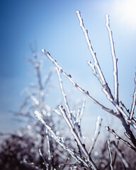 eingefrorene Äste eines Strauches mit Überzug aus Eis am Großer Geysir