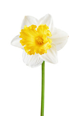 Daffodil flower or Narcissus isolated on transparent background, PNG.