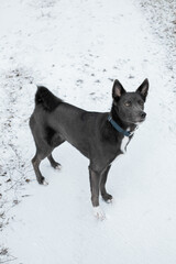 Gray dog breed Laika on the snow in the park