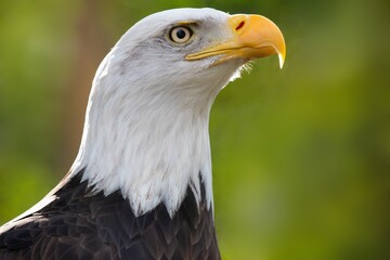 portrait of a bald eagle