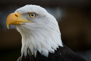 portrait of a bald eagle