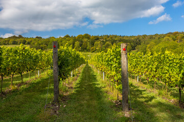 Obraz premium Almost ripe organic grapes growing at an English vineyard ready to make fine quality wine