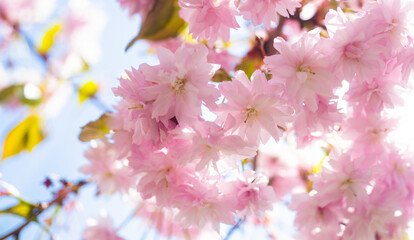 pink flowers of blooming japanese cherry tree in spring. macro