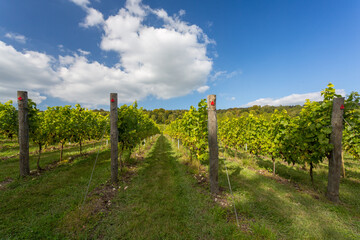 Fototapeta na wymiar Almost ripe organic grapes growing at an English vineyard ready to make fine quality wine