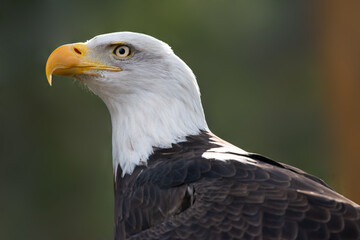 portrait of a bald eagle