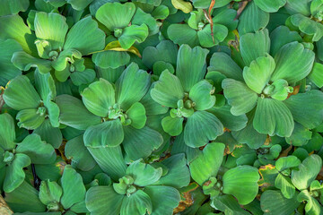 Aquatic Plant ,Water lettuec on background.