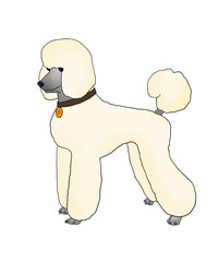 White Poodlr Dog