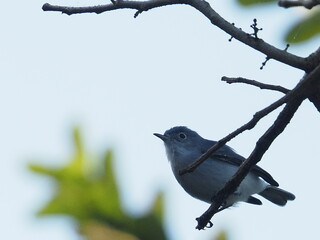 birds