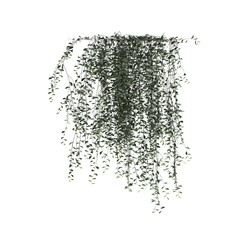3d illustration of ivy plant isolated on transparent background - obrazy, fototapety, plakaty