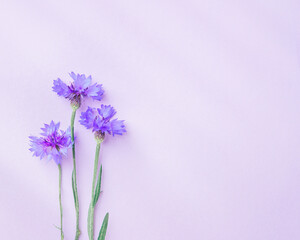Purple and violet flowers on lilac background. Flat lay style with fresh cornflowers with beautiful light and shadows. Spring, summer minimal concept. Top view still life, nature aesthetic