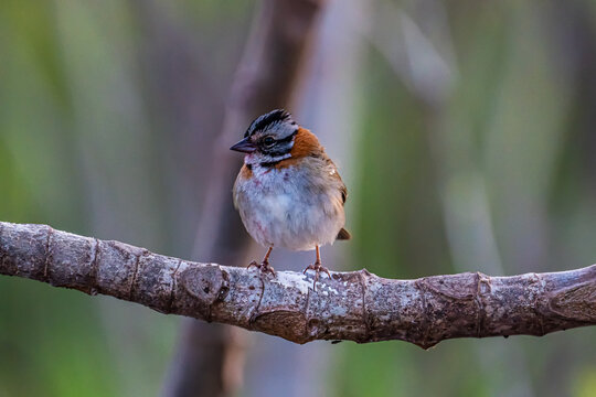 Little Tico-Tico bird perched on a branch with a green background