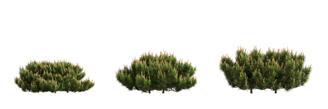 3d illustration of set dwarf mugo pine bush isolated on transparent background