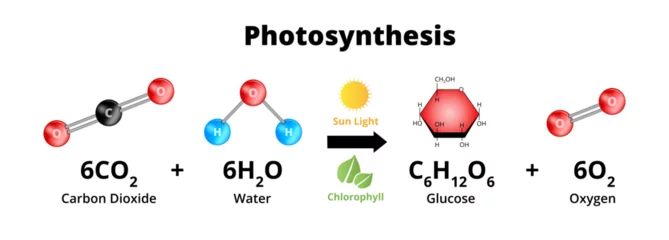 Foto op Canvas Photosynthesis equation with molecular models. Biochemical process used by plants responsible for producing the oxygen O2. Sugars are synthesized from carbon dioxide CO2, and water H2O. © petrroudny