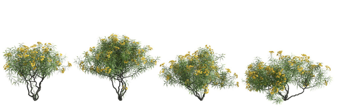 3d illustration of set cascabela thevetia tree isolated on transparent background