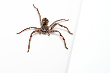 Huntsman on a wall