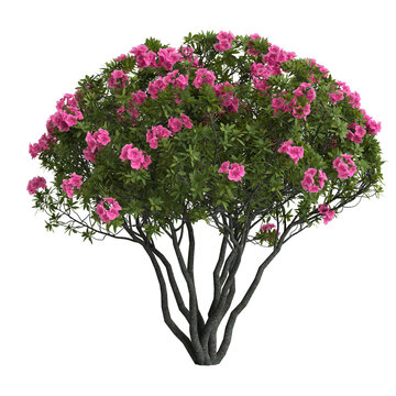 3d illustration of rhododendron bush with pink flower isolated on transparent background