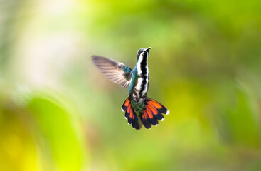 Black-throated Mango hummingbird, Anthracothorax nigricollis, hovering in the air with a green...