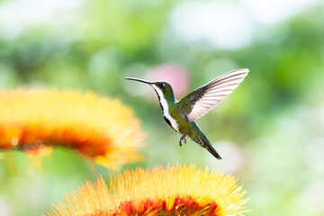 Beautiful Black-throated Mango hummingbird hovering in a garden next to a tropical flower with a...