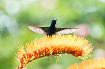 Black-throated Mango hummingbird hovering with wings spread behind a tropical orange flower.