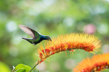 Glittering Black-throated Mango hummingbird feeding on a tropical Monkey Brush Vine flower with...