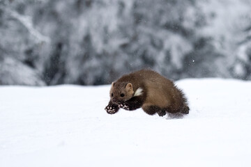 Obraz premium Wild animal Beech marten, Martes foina,running in the snow.