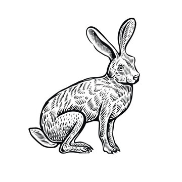 Sitting hare, hand drawn sketch. Isolated vector illustration, engraving style.