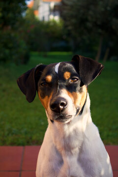 Perro ratonero bodeguero andaluz 
