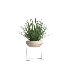 3d illustration of house plant isolated on transparent background
