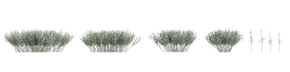3d illustration of set grass bush with flower isolated on transparent background
