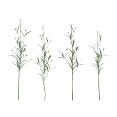 3d illustration of set of grass with flowers isolated on transparent background

