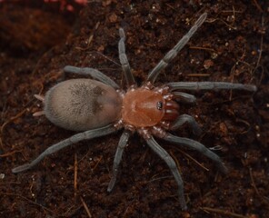 Bumba horrida tarantula