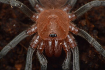 Bumba horrida spider tarantula