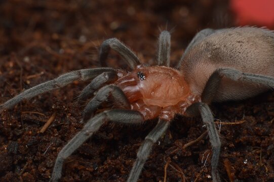 Bumba horrida spider