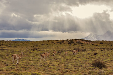 Fototapeta premium Group of guanaco animals in Patagonia Chile