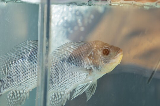 Un poisson carpe dans un aquarium l'or d'une exposition au Burkina Faso