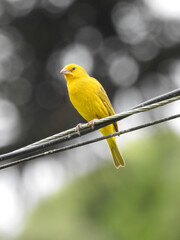 bird on a branch