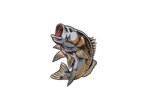 grouper fish vector illustrations