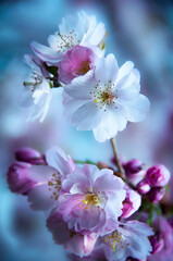 closeup branch of a cherry blossom tree with blur background 
