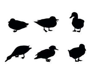 Collection of black silhouettes ducks